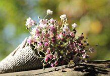 Czy gipsówka jest tania? Czy gipsówka jest tania?