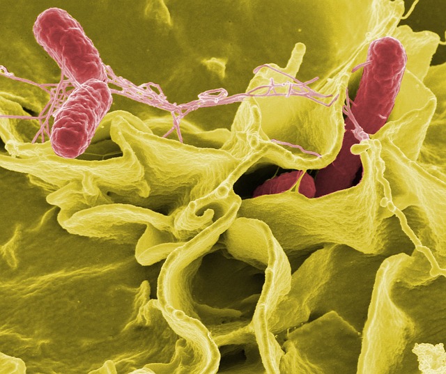 Skąd się bierze salmonella w jajkach? Skąd się bierze salmonella w jajkach?